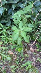 Acalypha rhomboidea