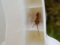 Limnephilus