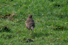Turdus philomelos clarkei