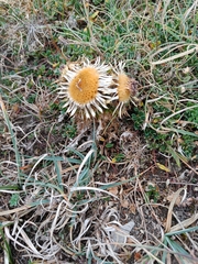 Carlina acaulis