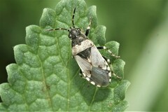 Heterogaster cathariae