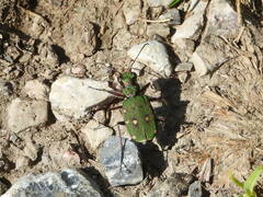 Cicindela campestris