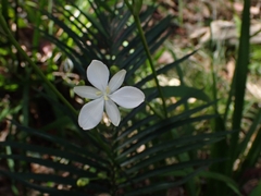 Libertia paniculata