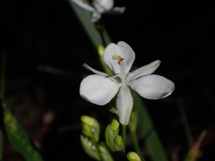 Libertia paniculata