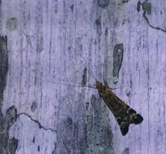 Pterygota