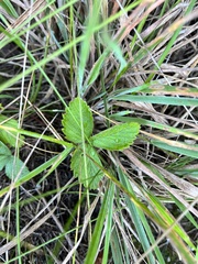 Fragaria