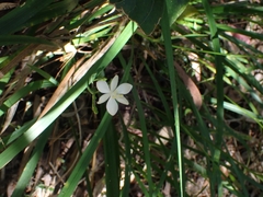 Libertia paniculata