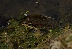 Pelophylax bedriagae