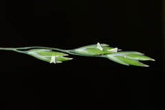 Poa takasagomontana