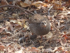 Pternistis natalensis