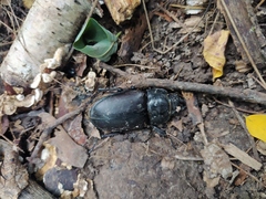 Lucanus cervus