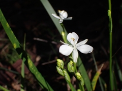 Libertia paniculata