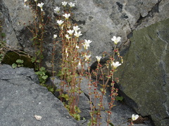 Saxifraga cernua