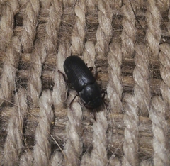 Tenebrio molitor