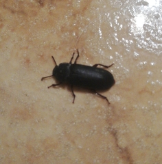 Tenebrio molitor