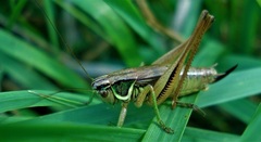 Roeseliana roeselii