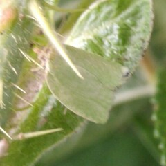 Tortrix viridana