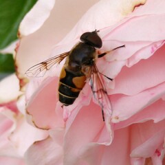 Eristalis horticola