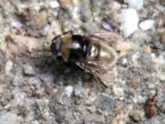 Merodon equestris
