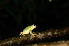 Hyla chinensis