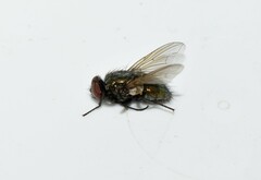 Eudasyphora cyanella