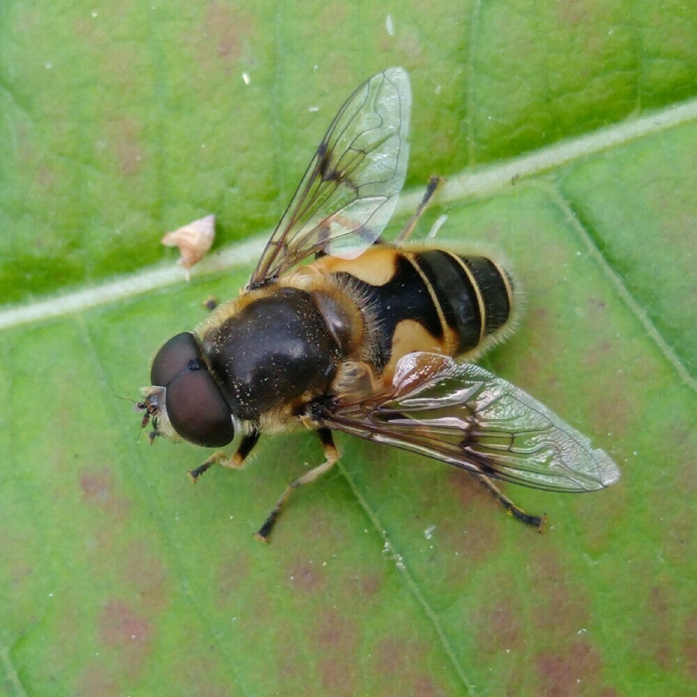 Stripe-winged Drone Fly, photo 1 of 10