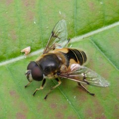 Eristalis horticola