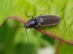 Athous haemorrhoidalis
