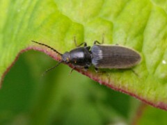 Athous haemorrhoidalis