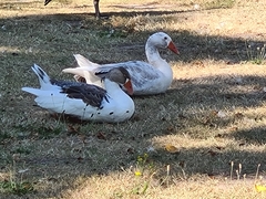 Anser anser domesticus