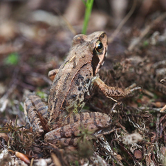 Rana ornativentris