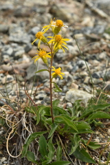 Solidago virgaurea minuta