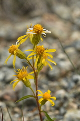 Solidago virgaurea minuta