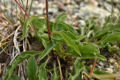 Solidago virgaurea minuta