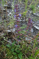 Dracocephalum nutans