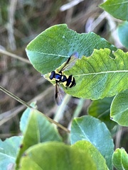 Xanthogramma pedissequum