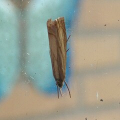 Chrysoteuchia culmella