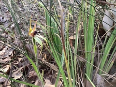 Caladenia macrostylis