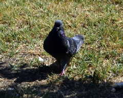 Columba livia domestica