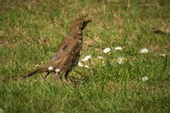 Turdus philomelos clarkei