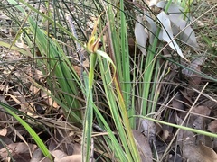 Caladenia macrostylis