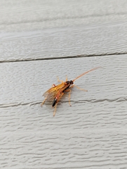 Opheltes glaucopterus barberi