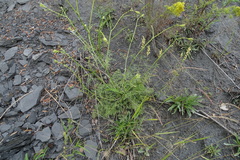 Kitagawia baicalensis