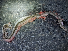 Protobothrops mucrosquamatus