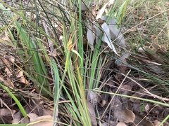 Caladenia macrostylis