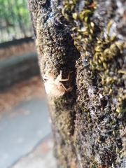 Cicada orni