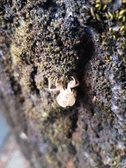 Cicada orni