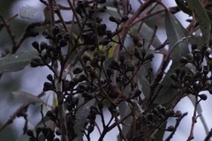 Eucalyptus fasciculosa