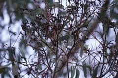 Eucalyptus fasciculosa