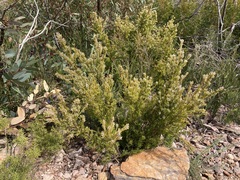 Leucopogon interstans